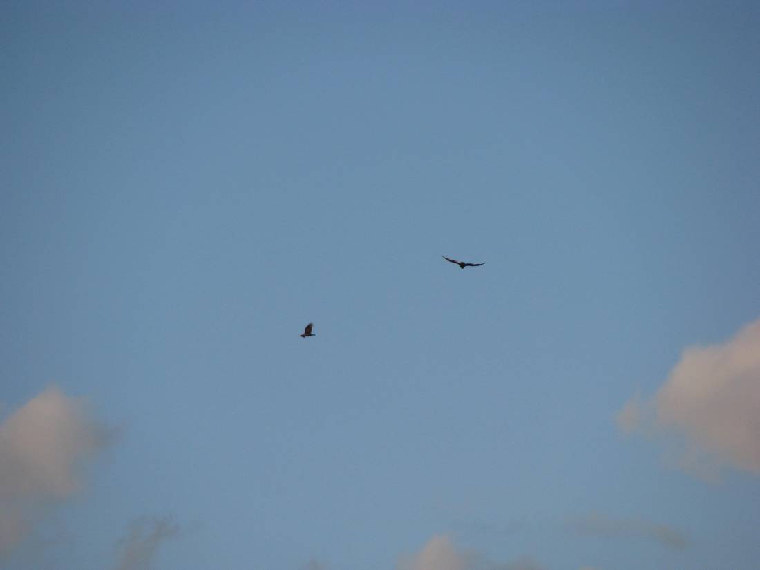 Even the Birds flying overhead were cold Wednesday