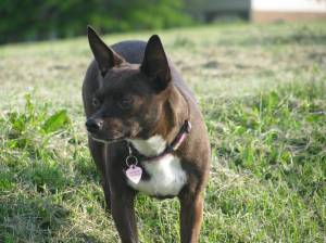 Yes, the Pup was in attendance at KC